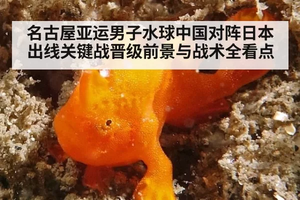 名古屋亚运男子水球中国对阵日本出线关键战晋级前景与战术全看点
